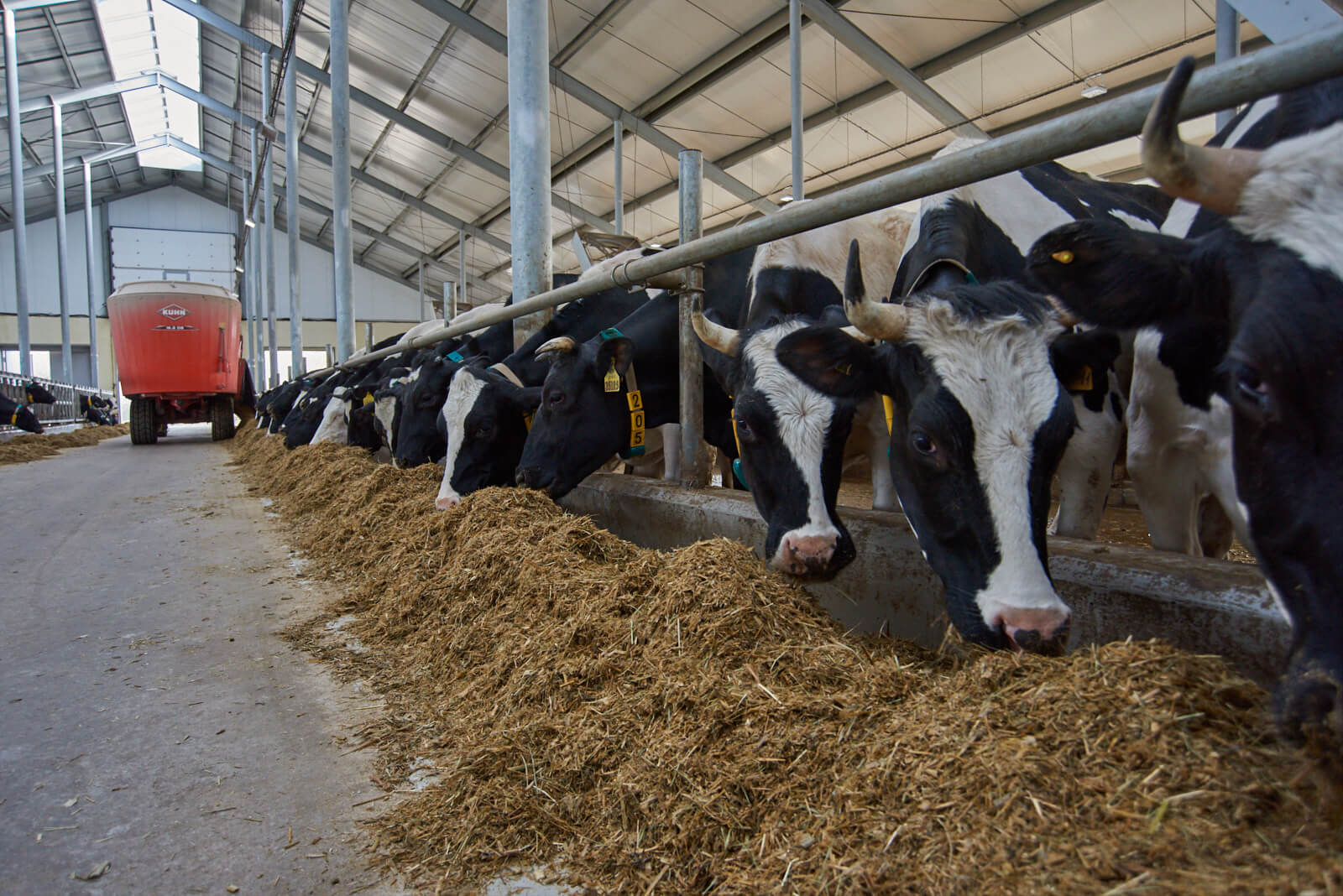 Bau der Milch- und Warenfarm für 1800 Futterkühe von Udarnik GmbH