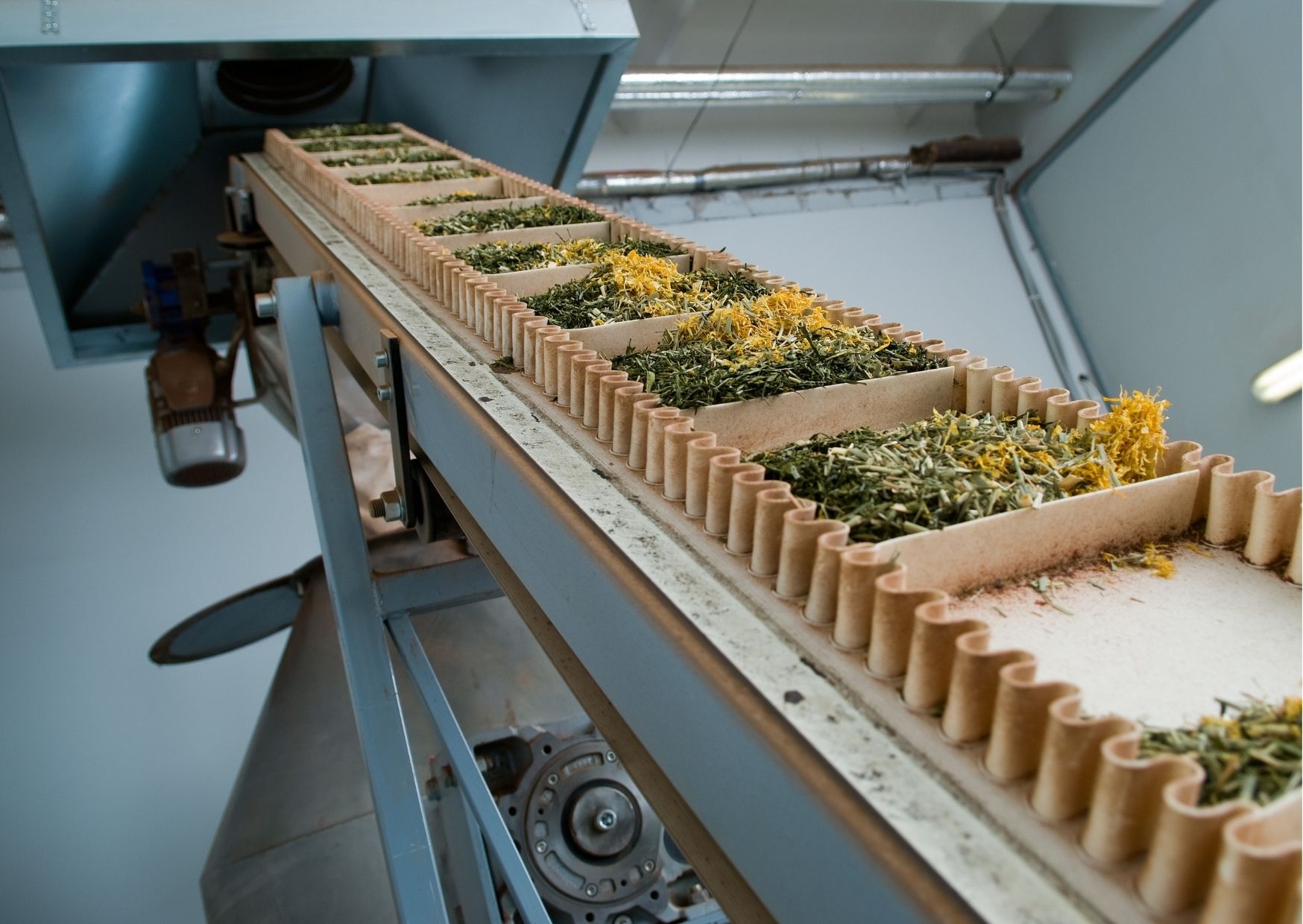 Schaffung der größten Produktion von Iwan-Tee in der Welt
