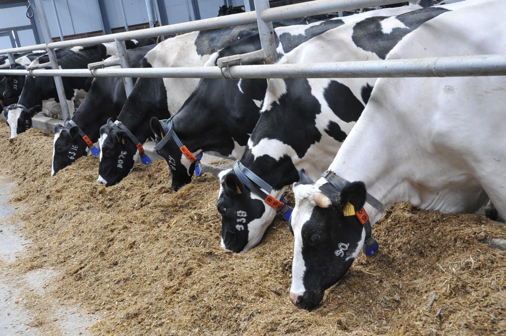 Bau des Komplexes (Milchviehbetrieb) für 1200 Kühe für die Kilatschewskij LPG